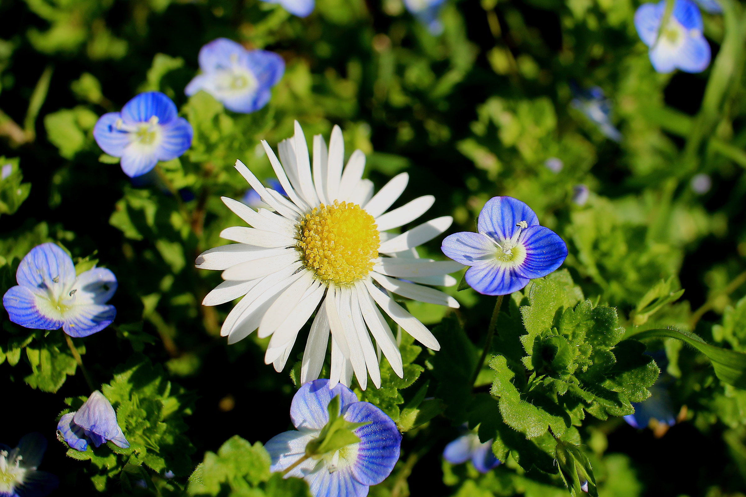 meadow flowers