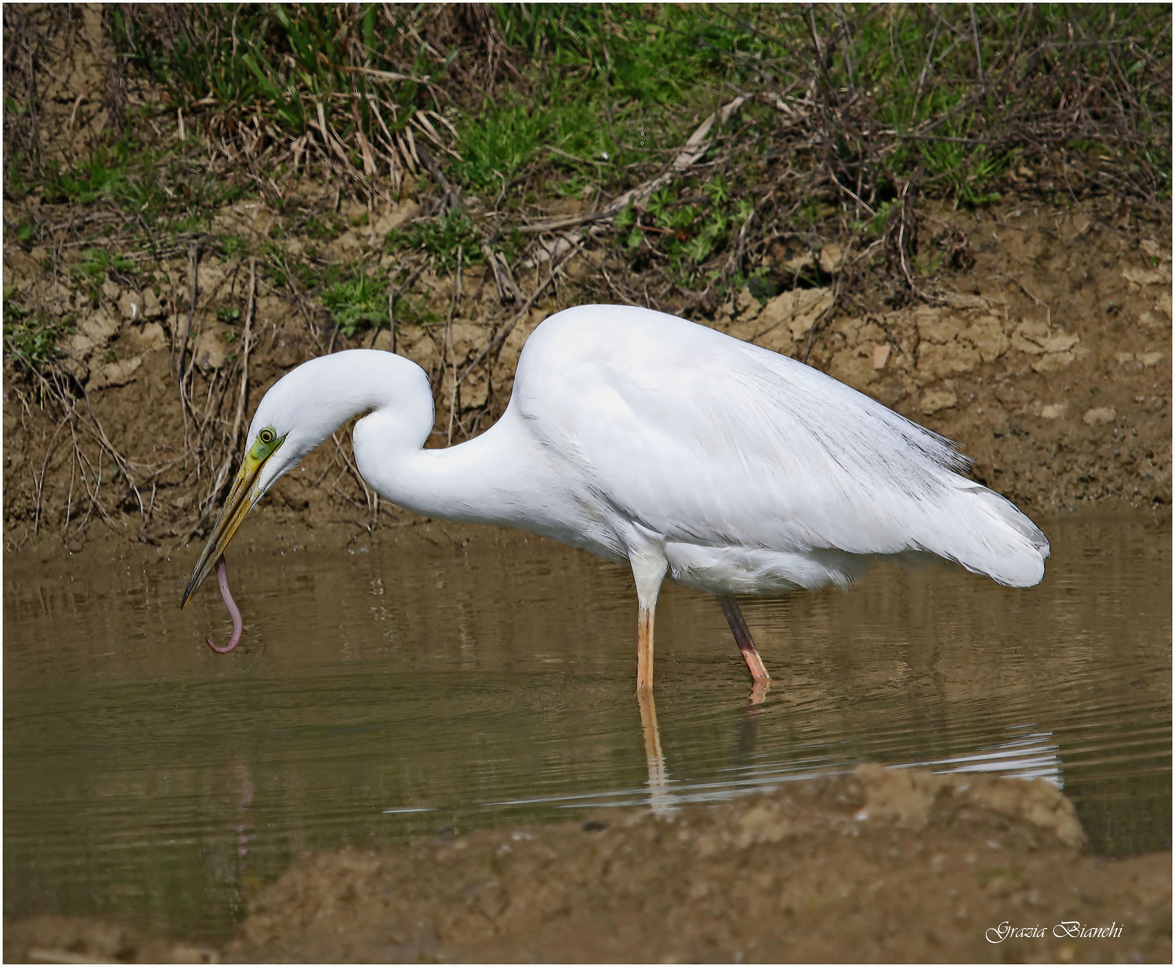 Airone bianco con lombrico