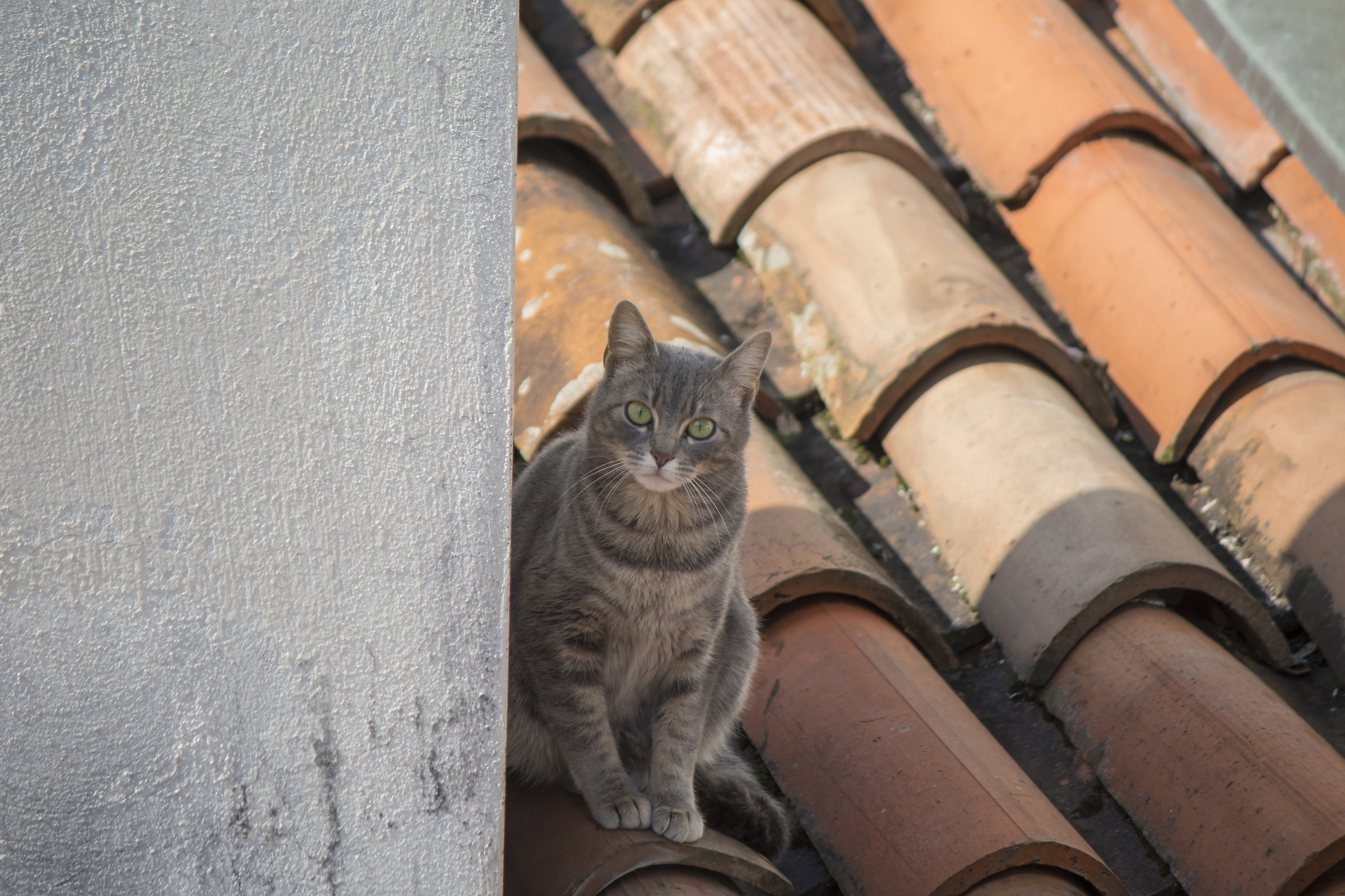 Hide and seek on the roof
