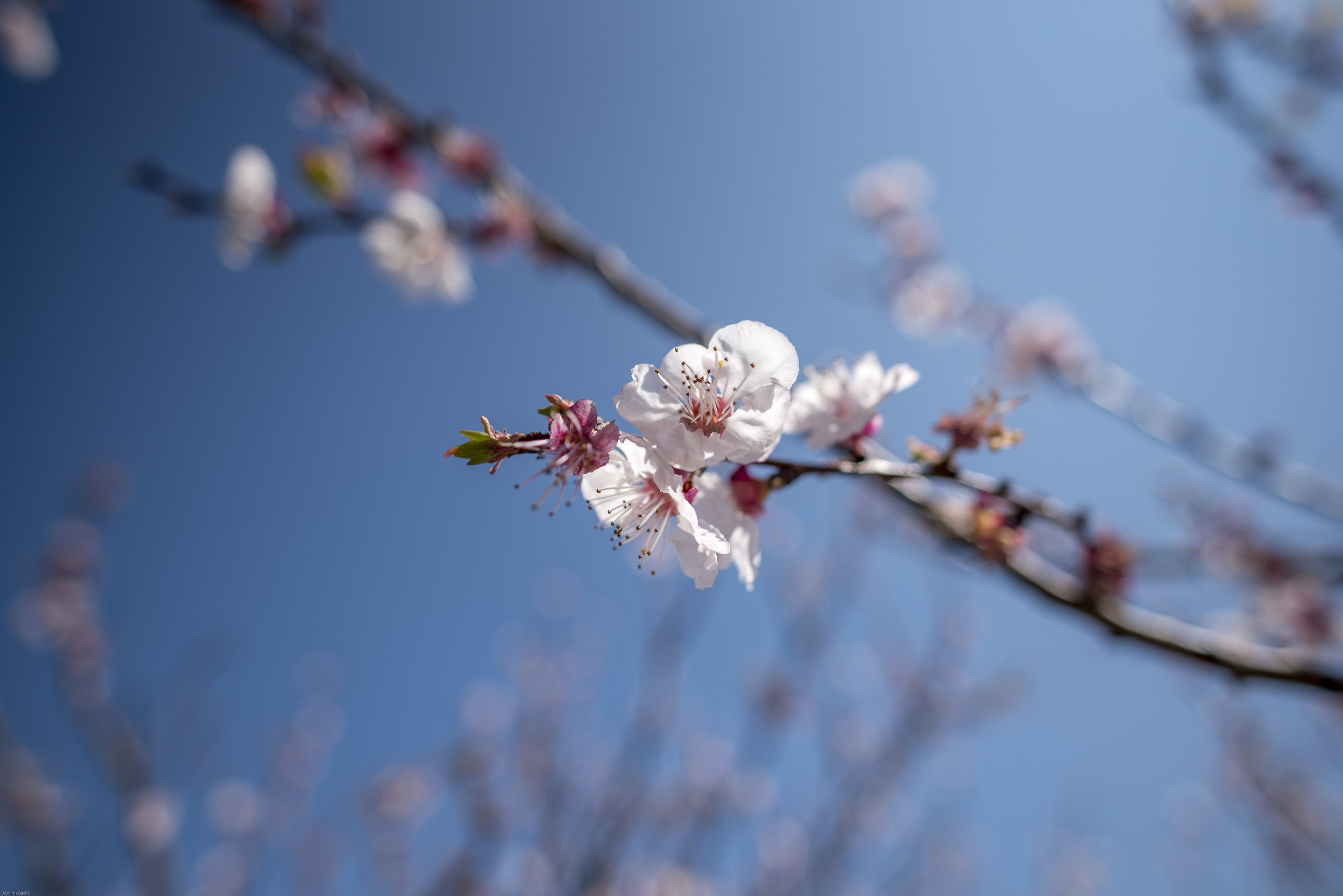 la primavera che arriva