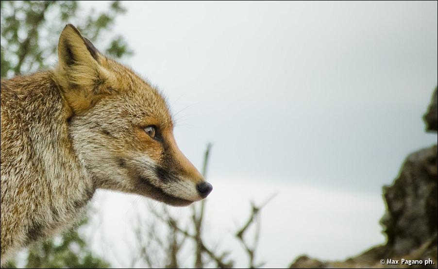 volpe, Parco regionale dell'Uccellina
