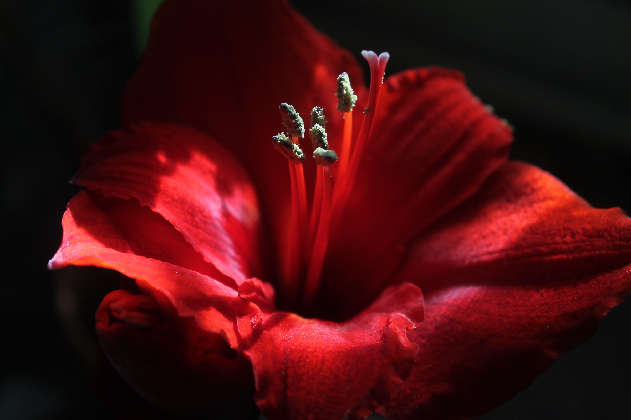 Hyppeastrum