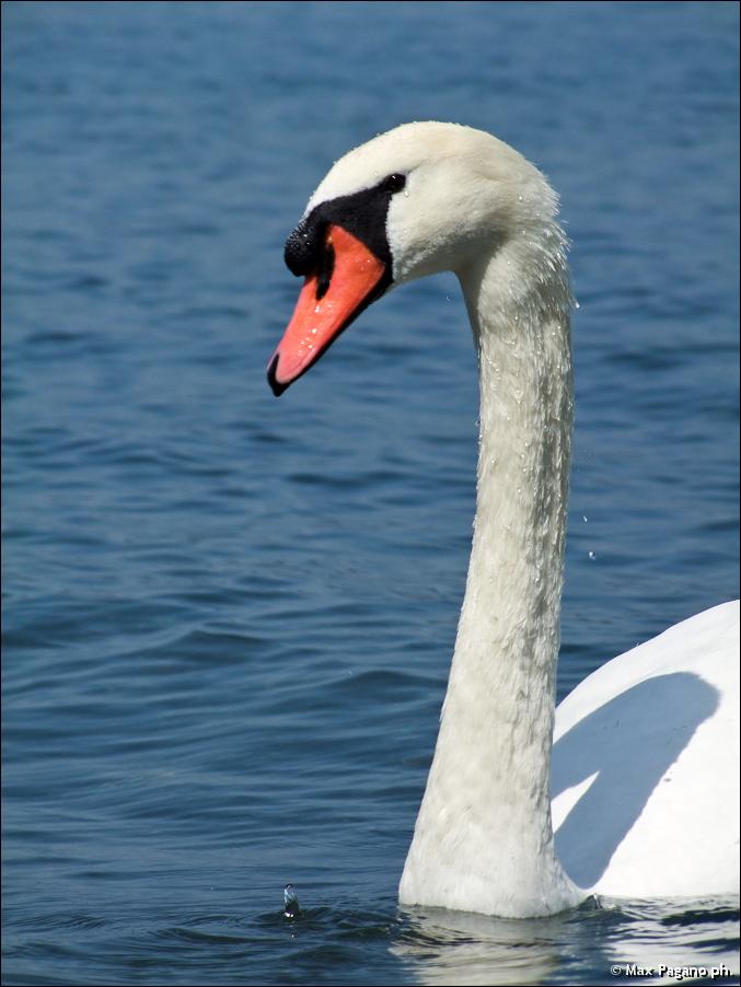 Cigno, lago di Bracciano