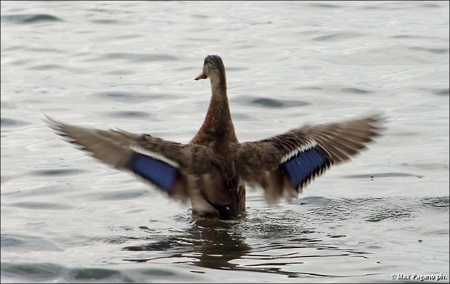 Germano Reale, lago di Bracciano