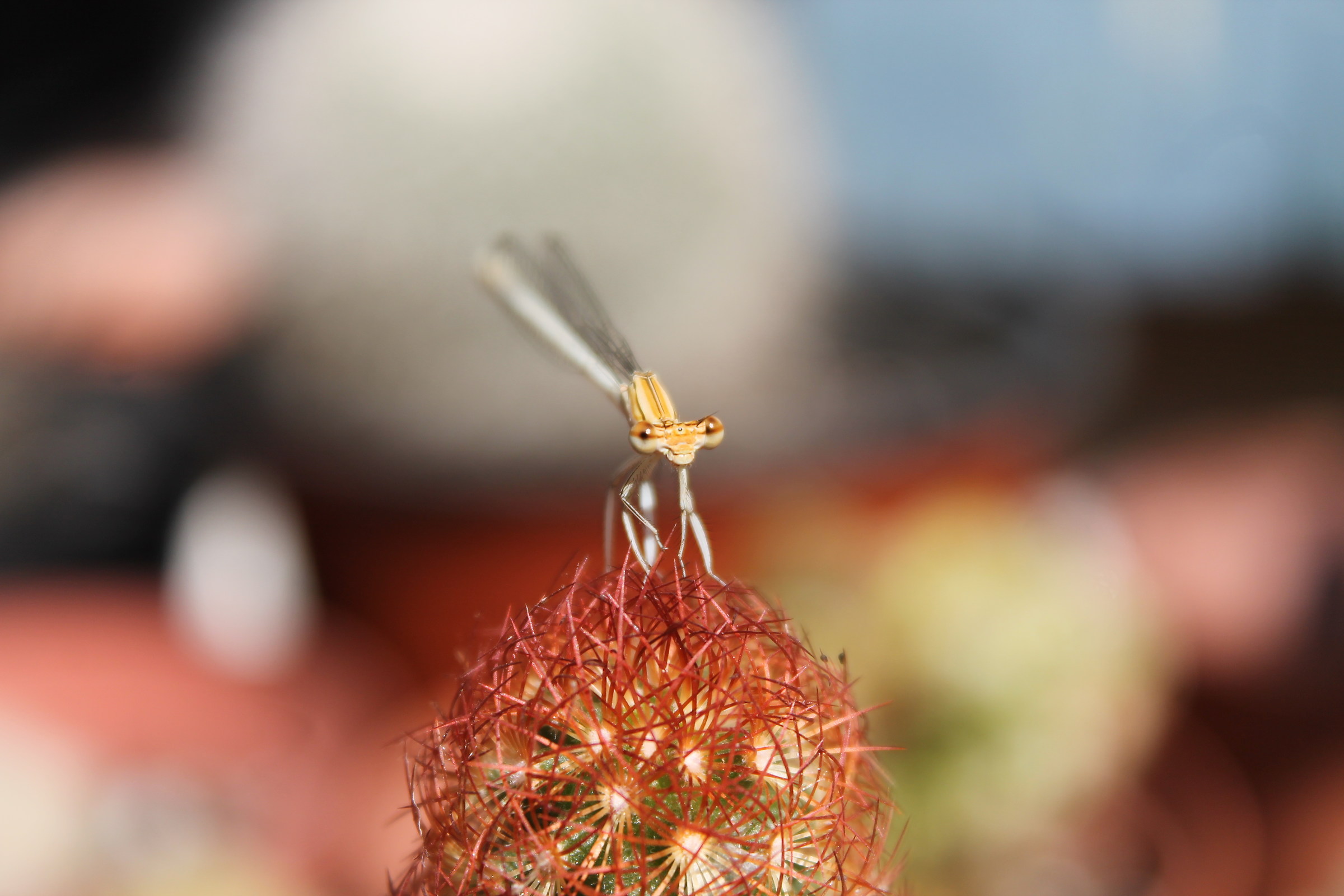 Libellula su cactus