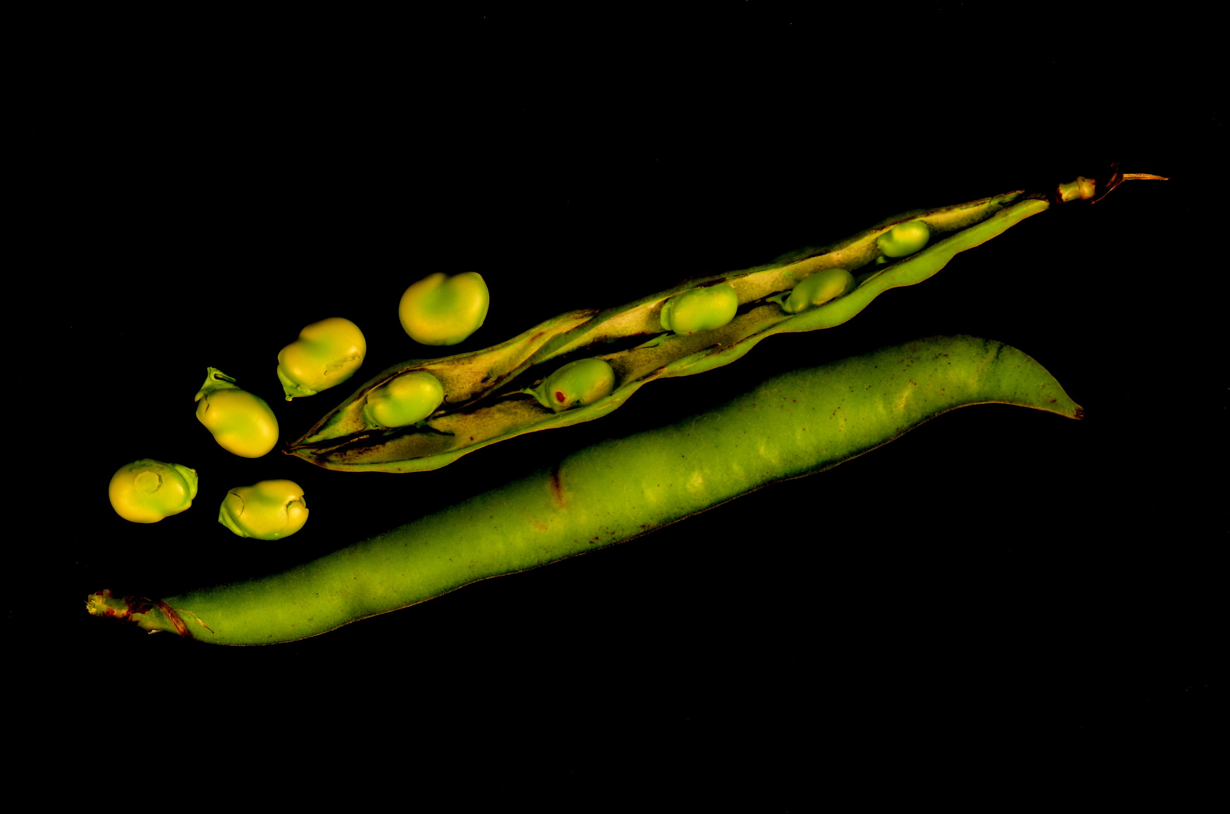 Minimal: Baccelli di fava