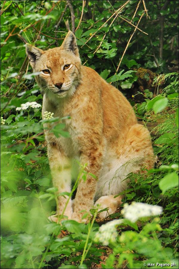 Lince, area faunistica Civitella Alfedena