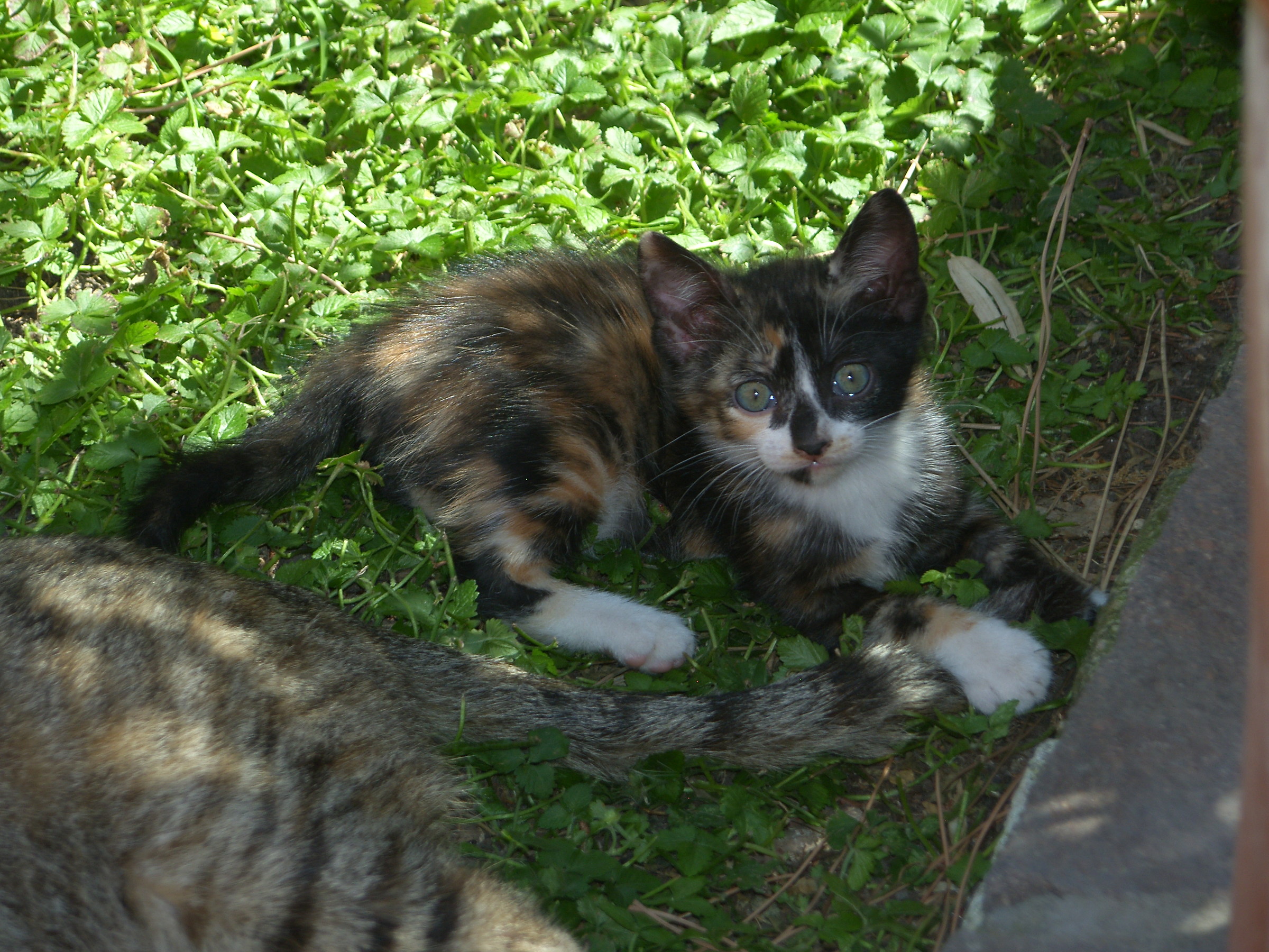 Kittens, that passion