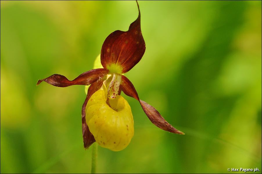 Scarpetta di Venere, Orchidea....
