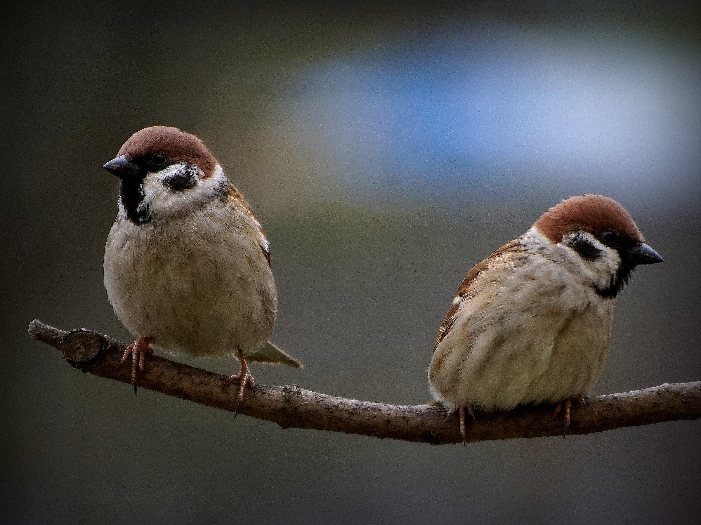 Sparrow friends