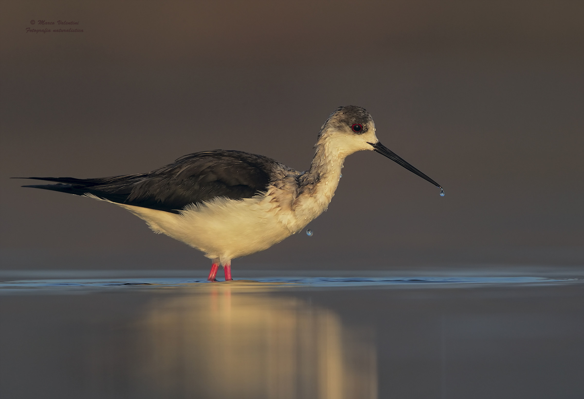 Stilt and drops (Knight and drops)