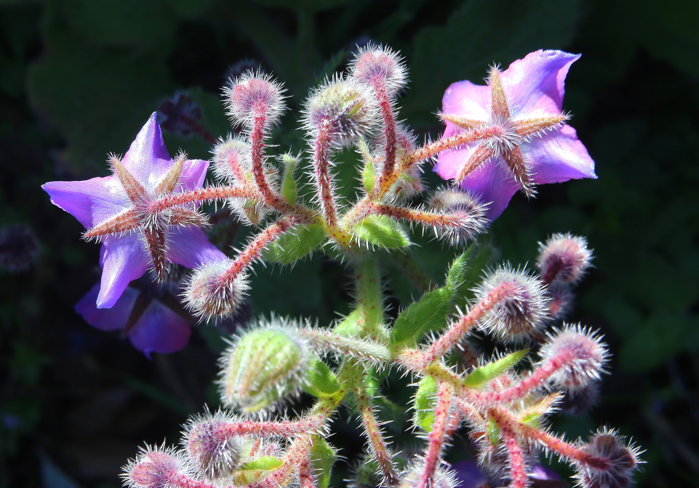 borage