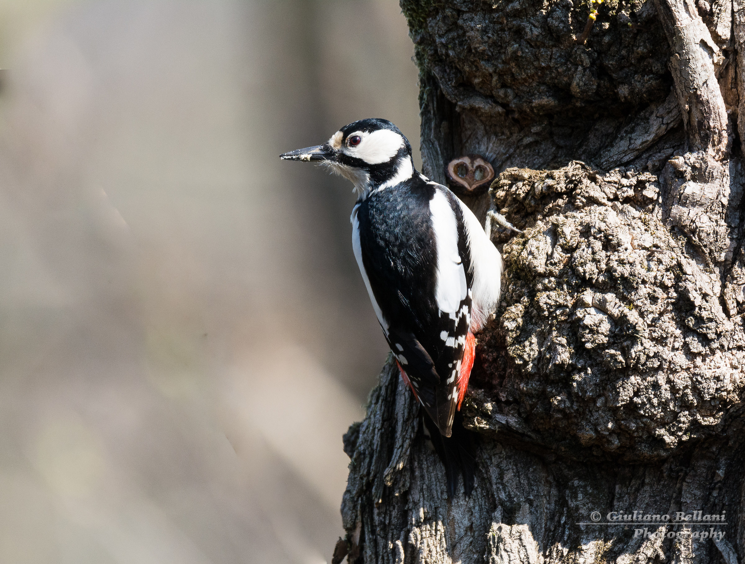 In regalo una noce a forma di cuore