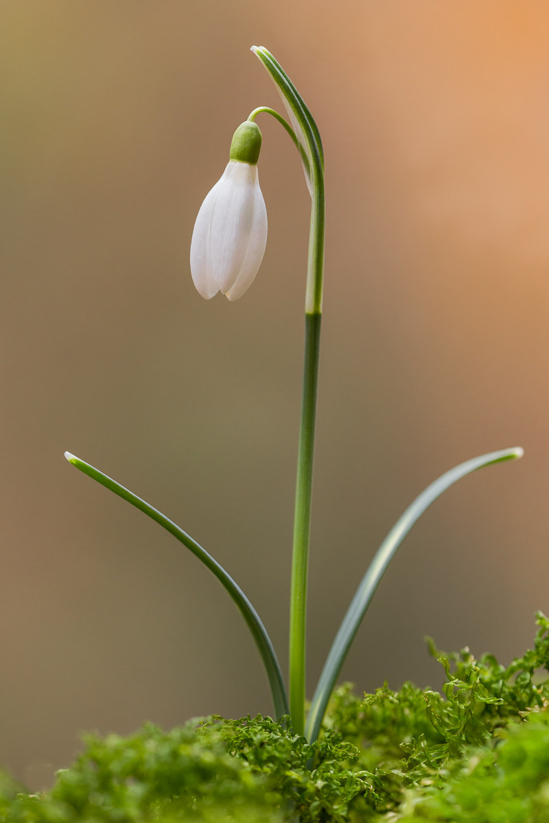 Bucaneve (Galanthus nivalis)