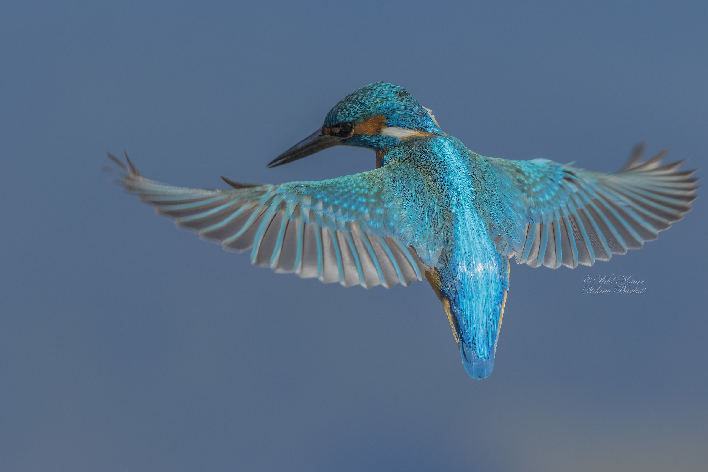 Martin in the Holy Spirit