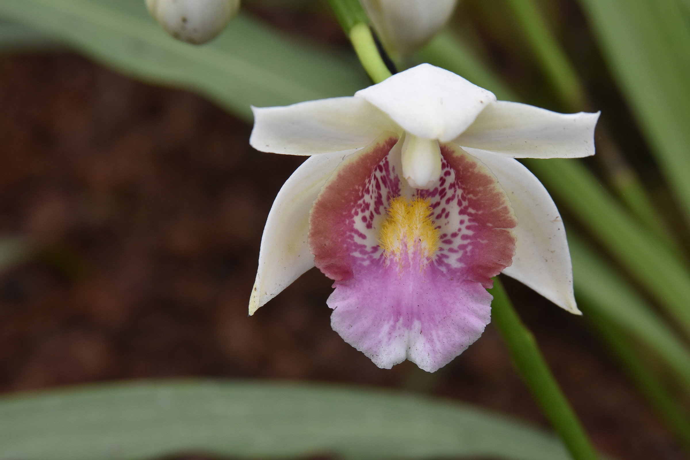 orchidea a Gargazzone