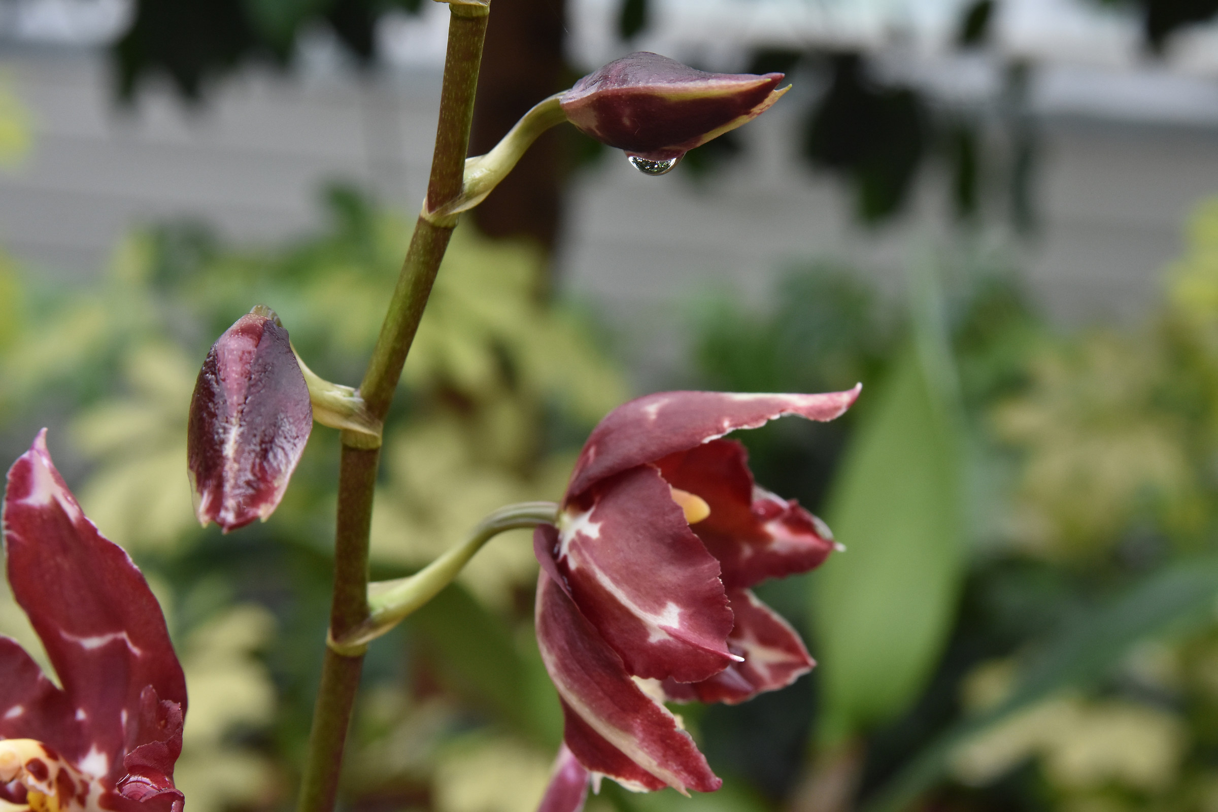 orchidea a Gargazzone