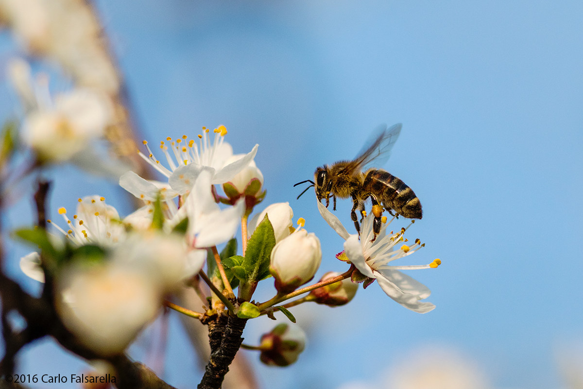 Bee on Plum greengage flowers