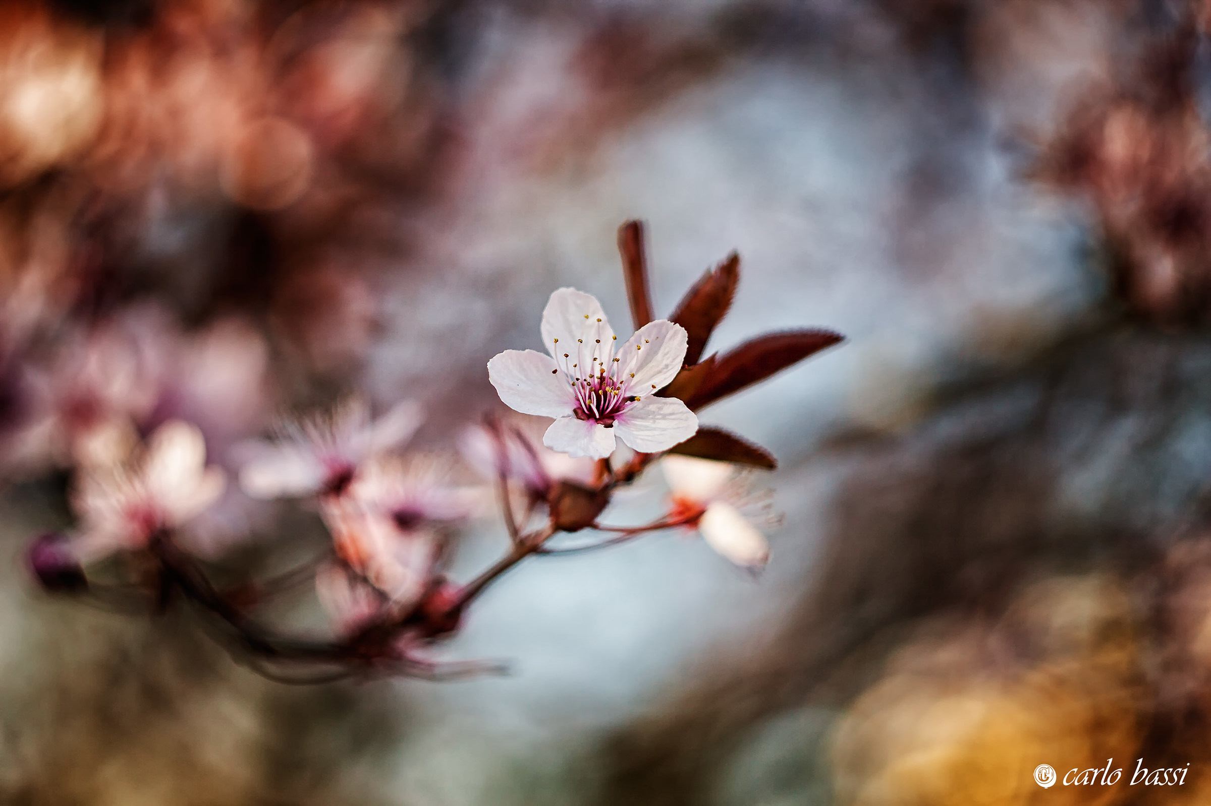 The plum blossom