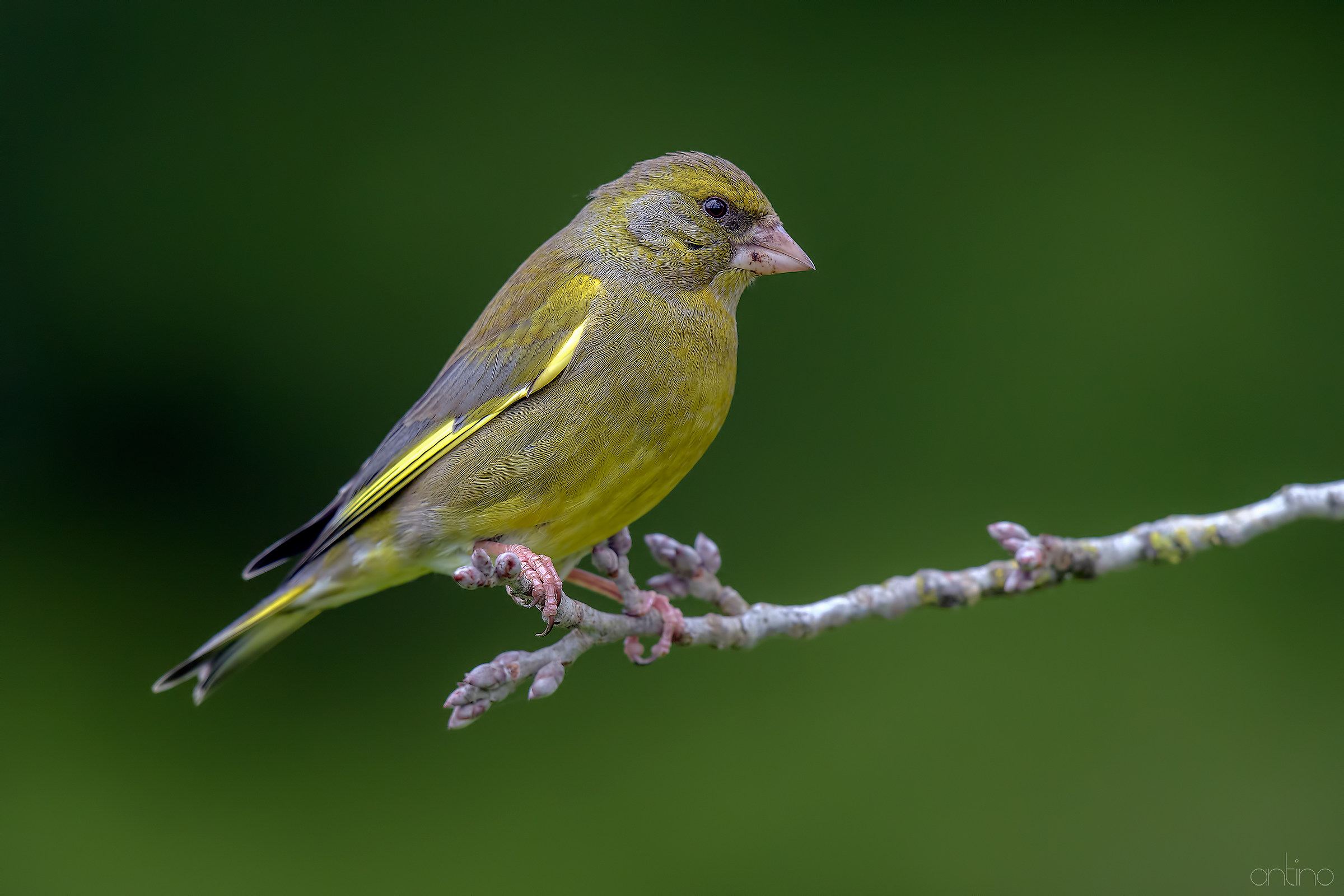 a greenfinch