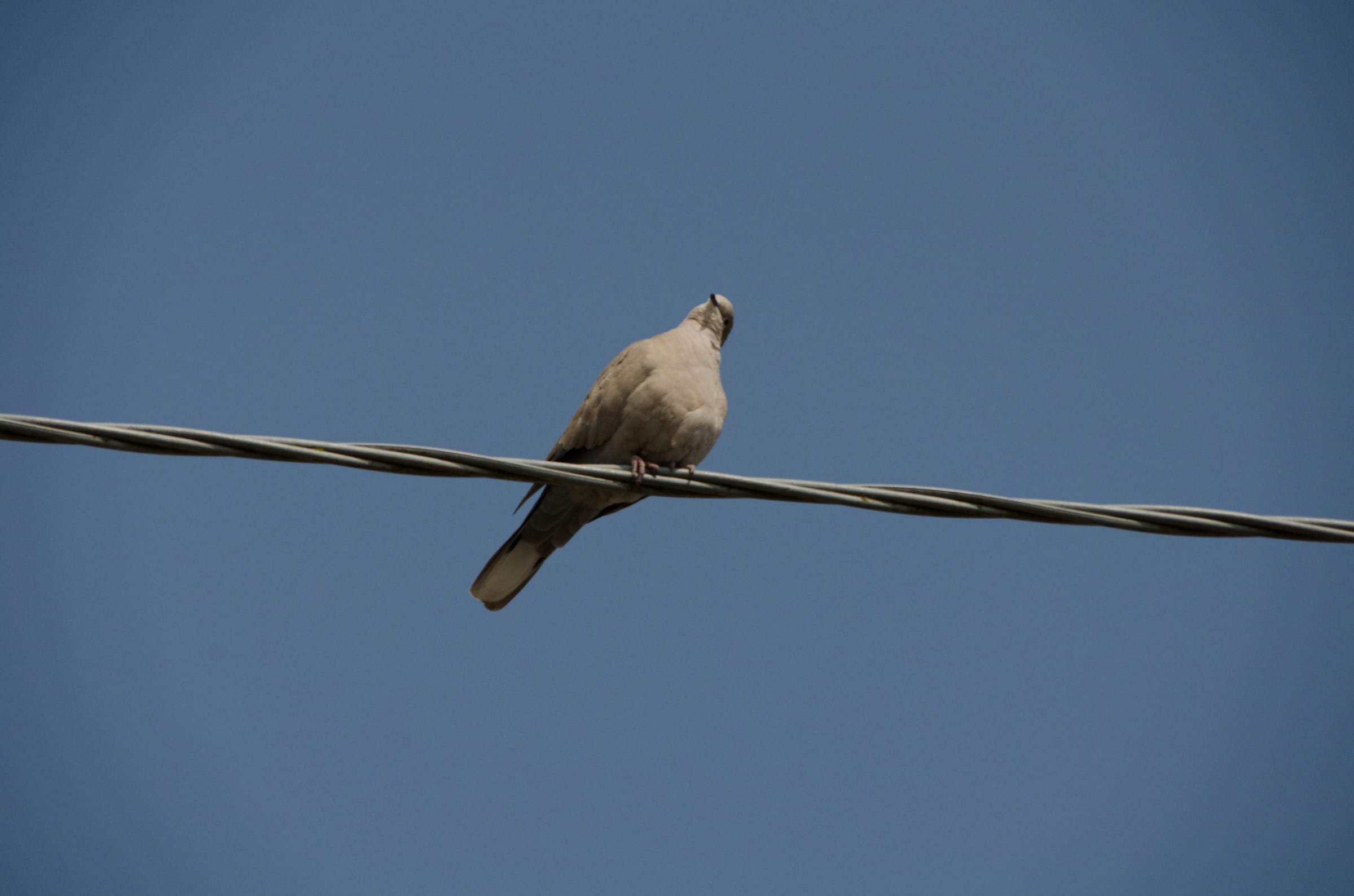 Due pigri a zonzo io...e lui