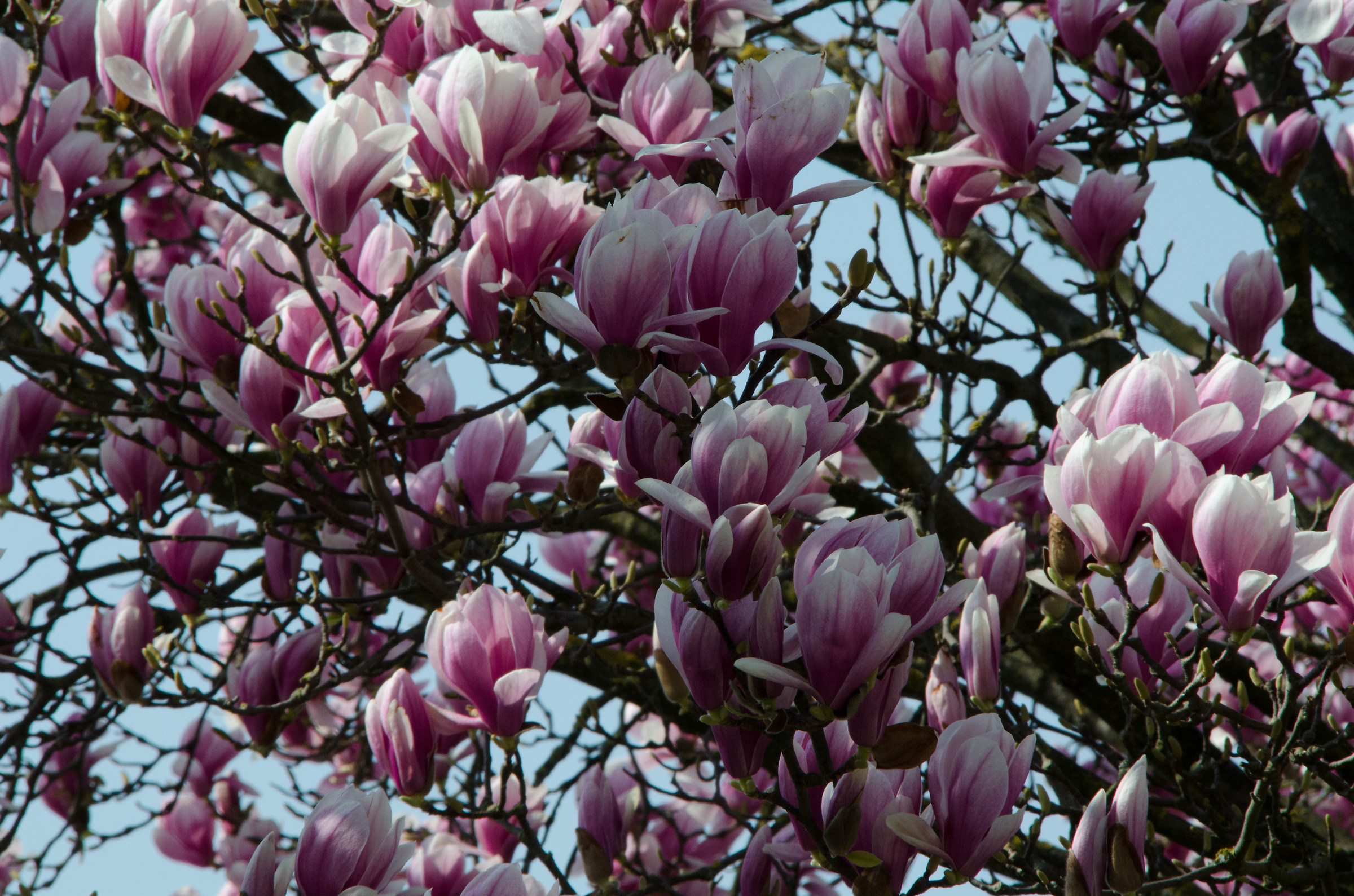 la magnolia del vicino è sempre la più voletta