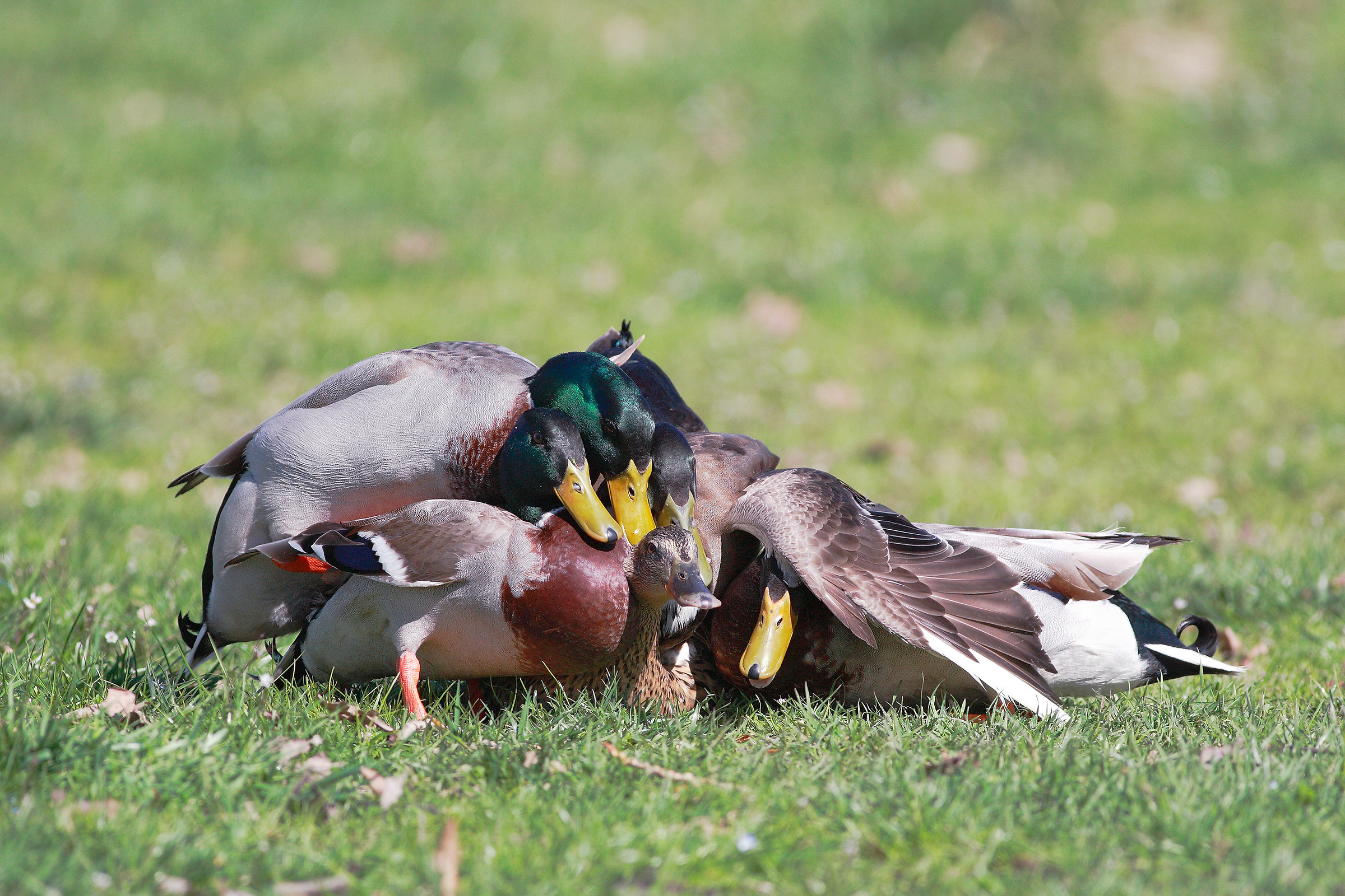 Germans too affectionate :-)
