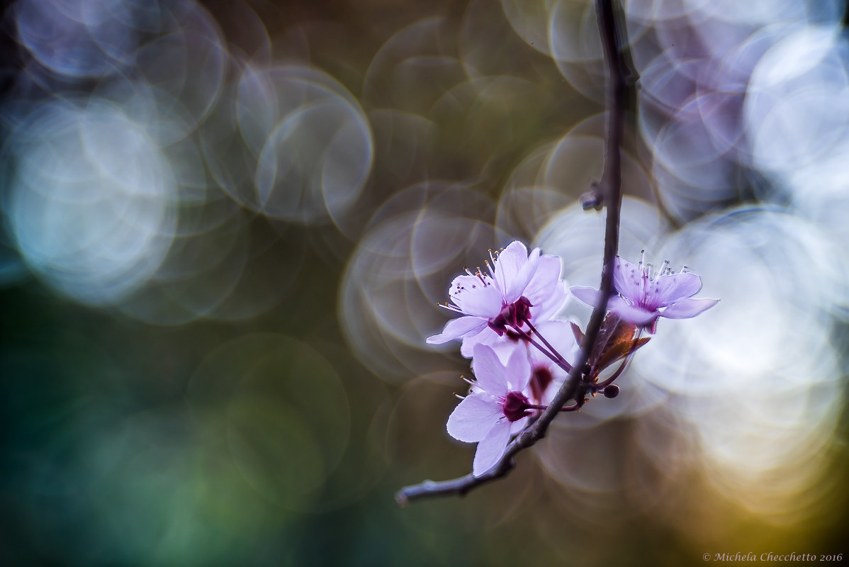 Bentornata Primavera!