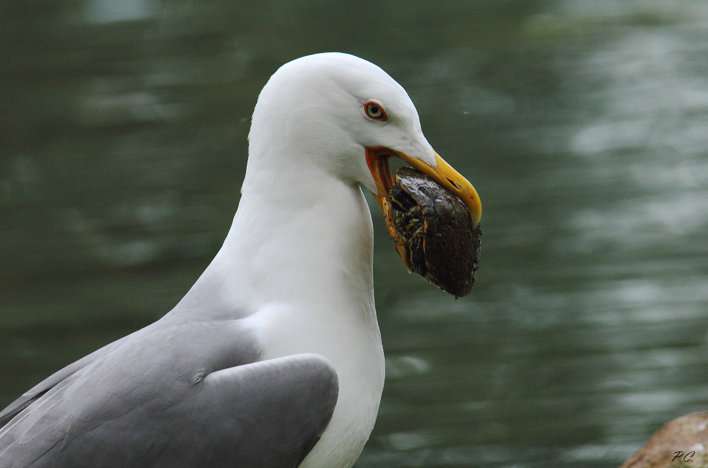 Predazione "eccezionale"