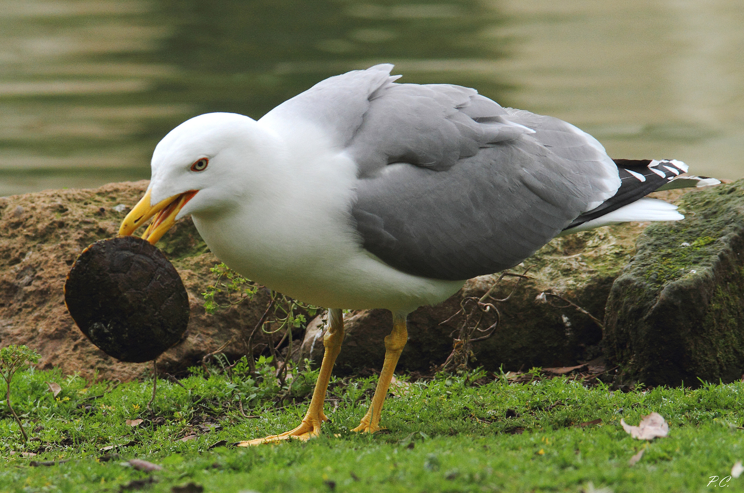 Predazione "eccezionale"