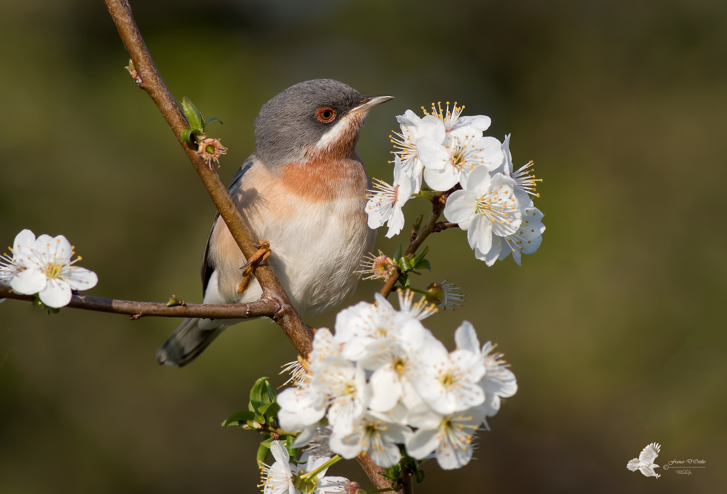 subalpine warbler