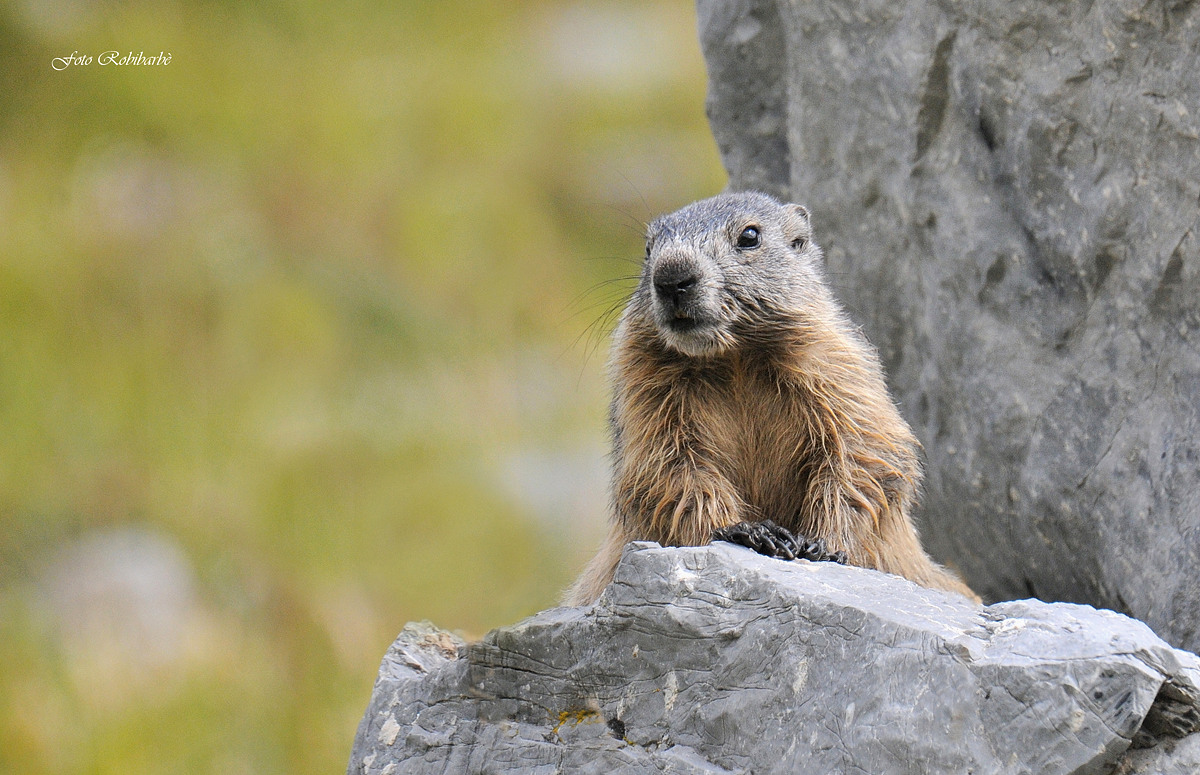 Marmotta...