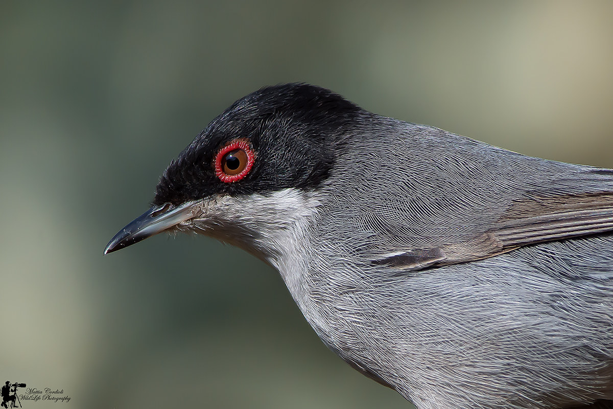 occhiocotto portrait