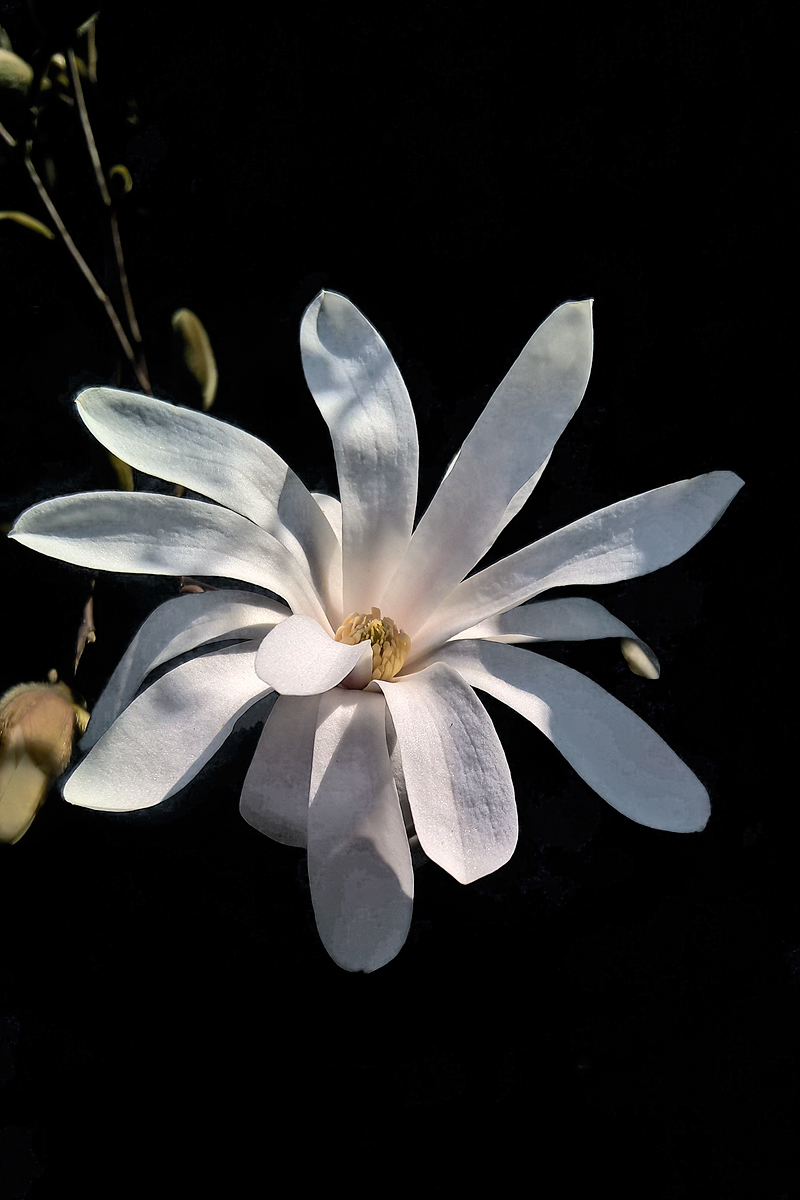 Magnolia stellata