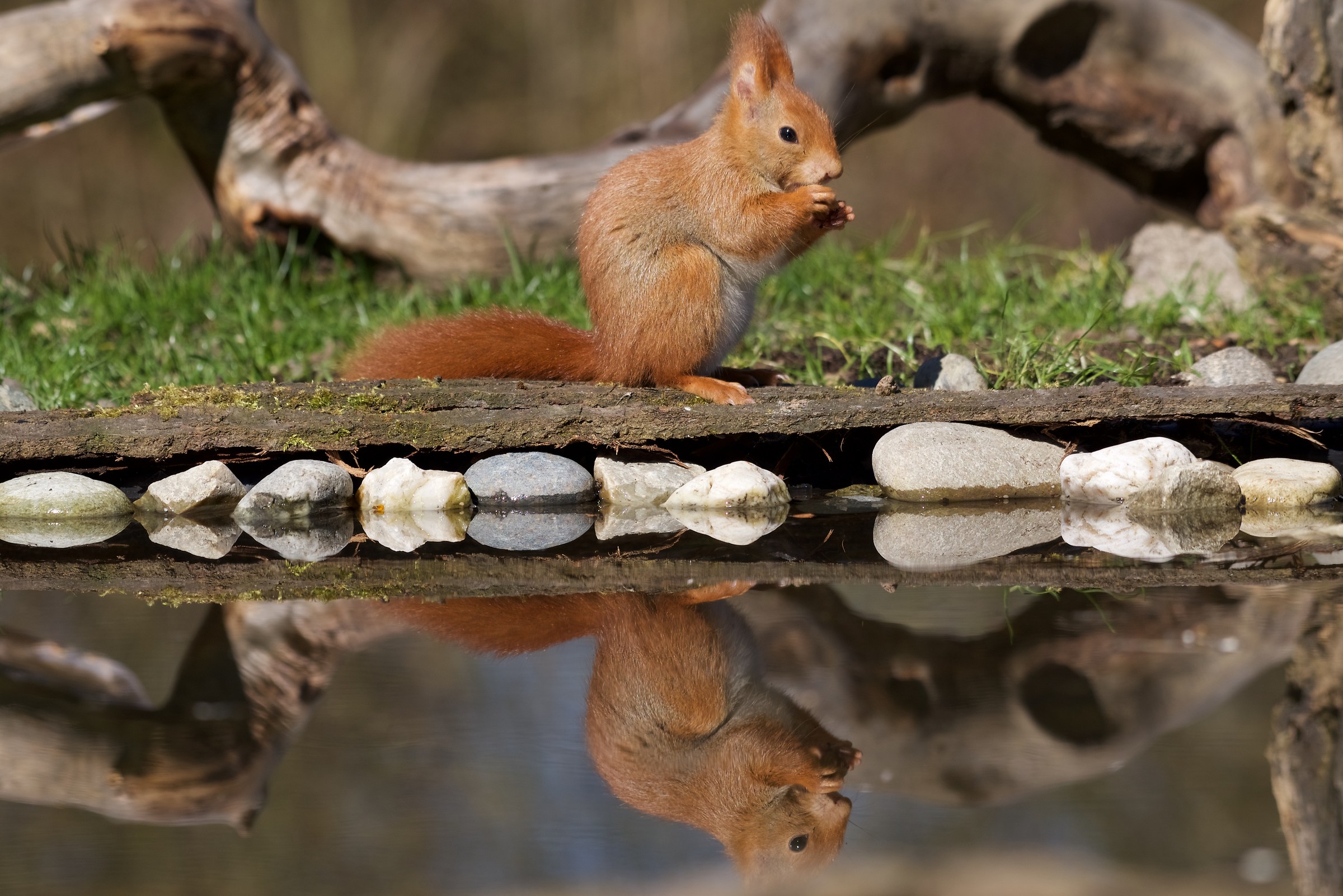 red squirrel