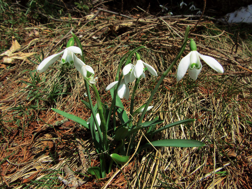 My first snowdrops in Lessinia ....