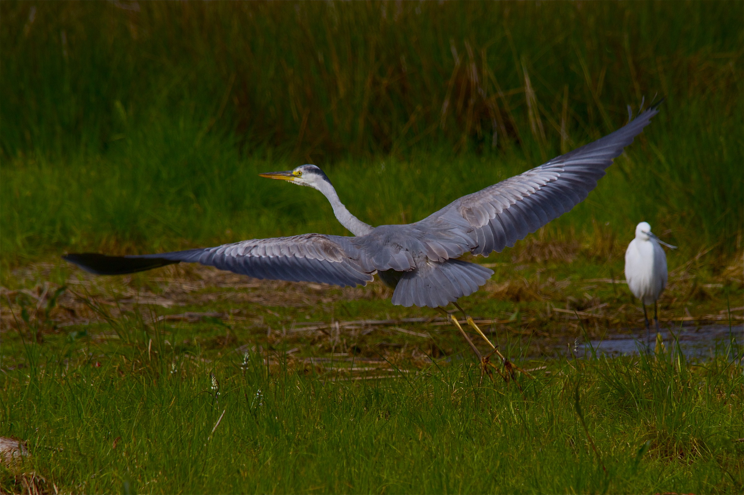 Heron in the grass