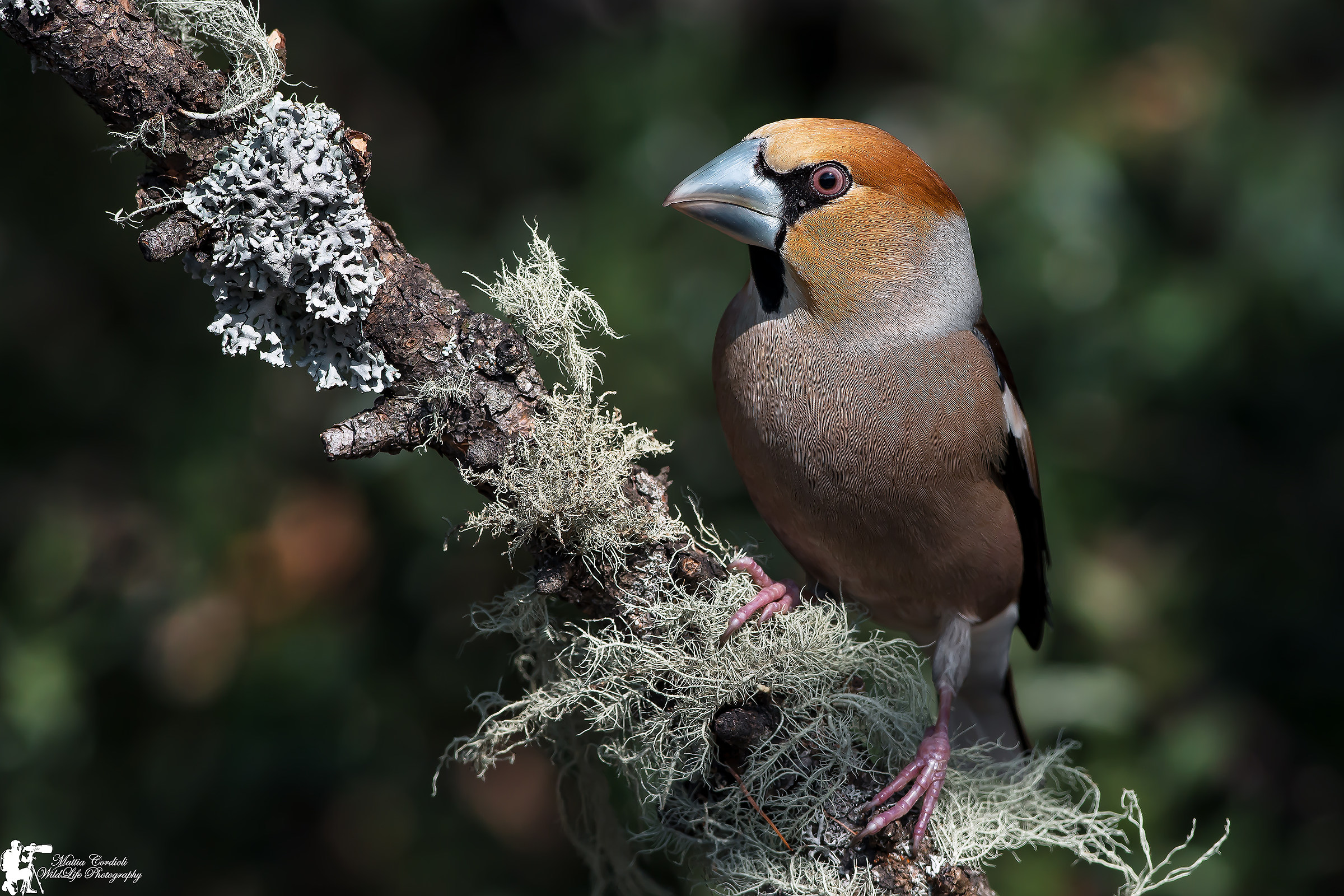 The King of the Wood ...