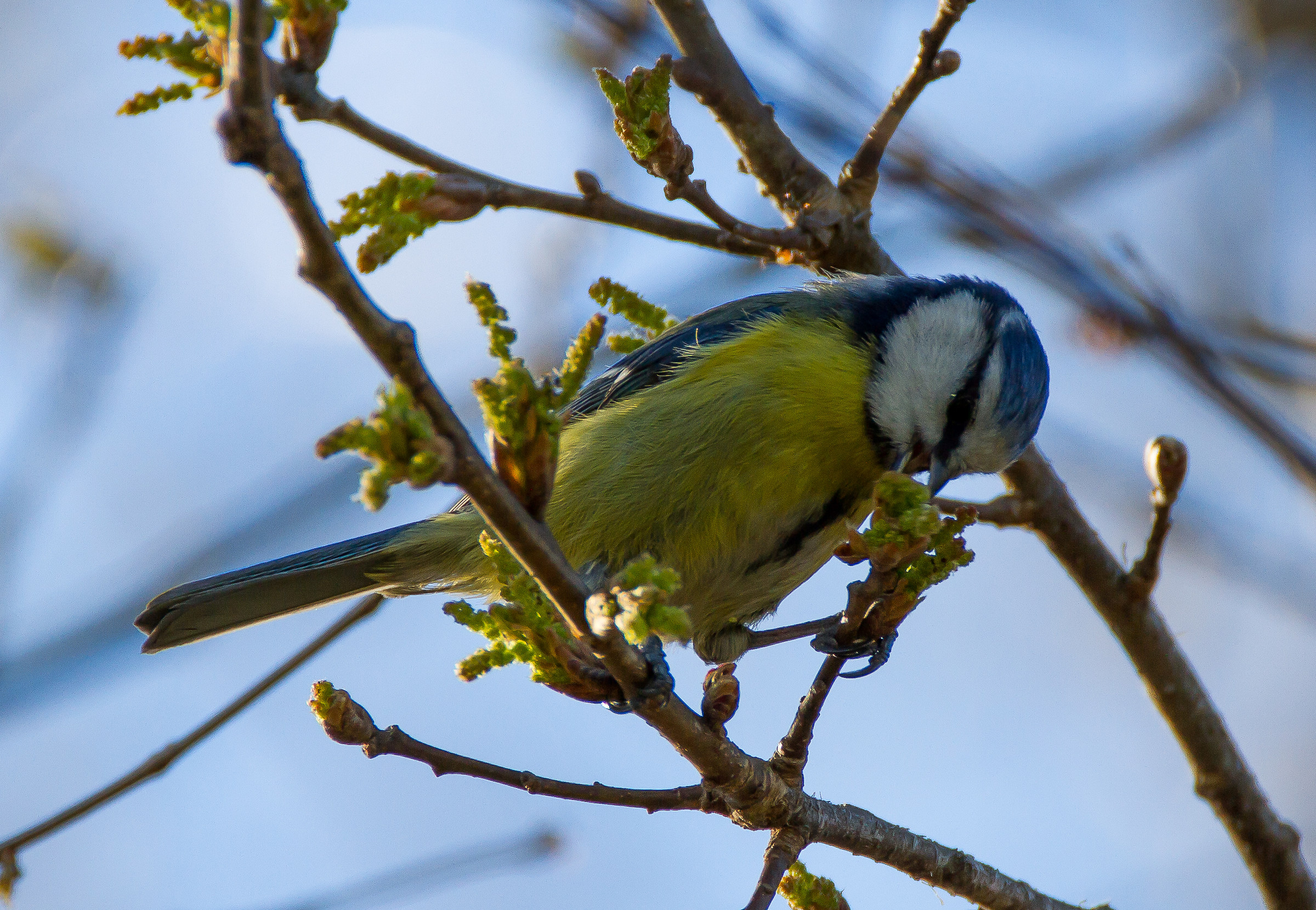 The Blue Tit meal