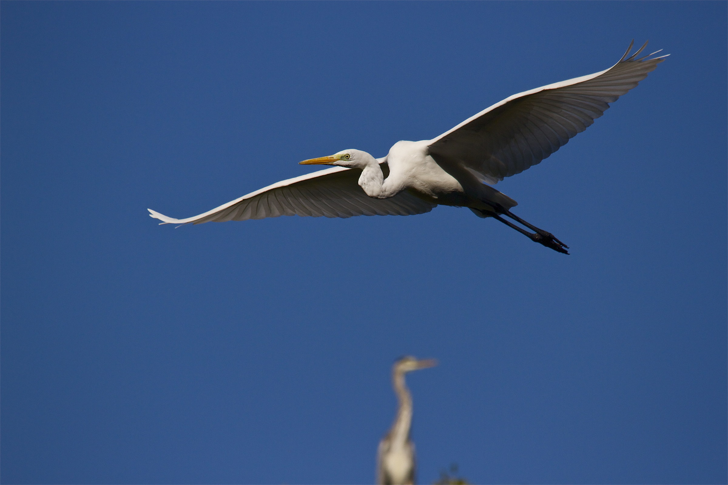 flying over the cousin