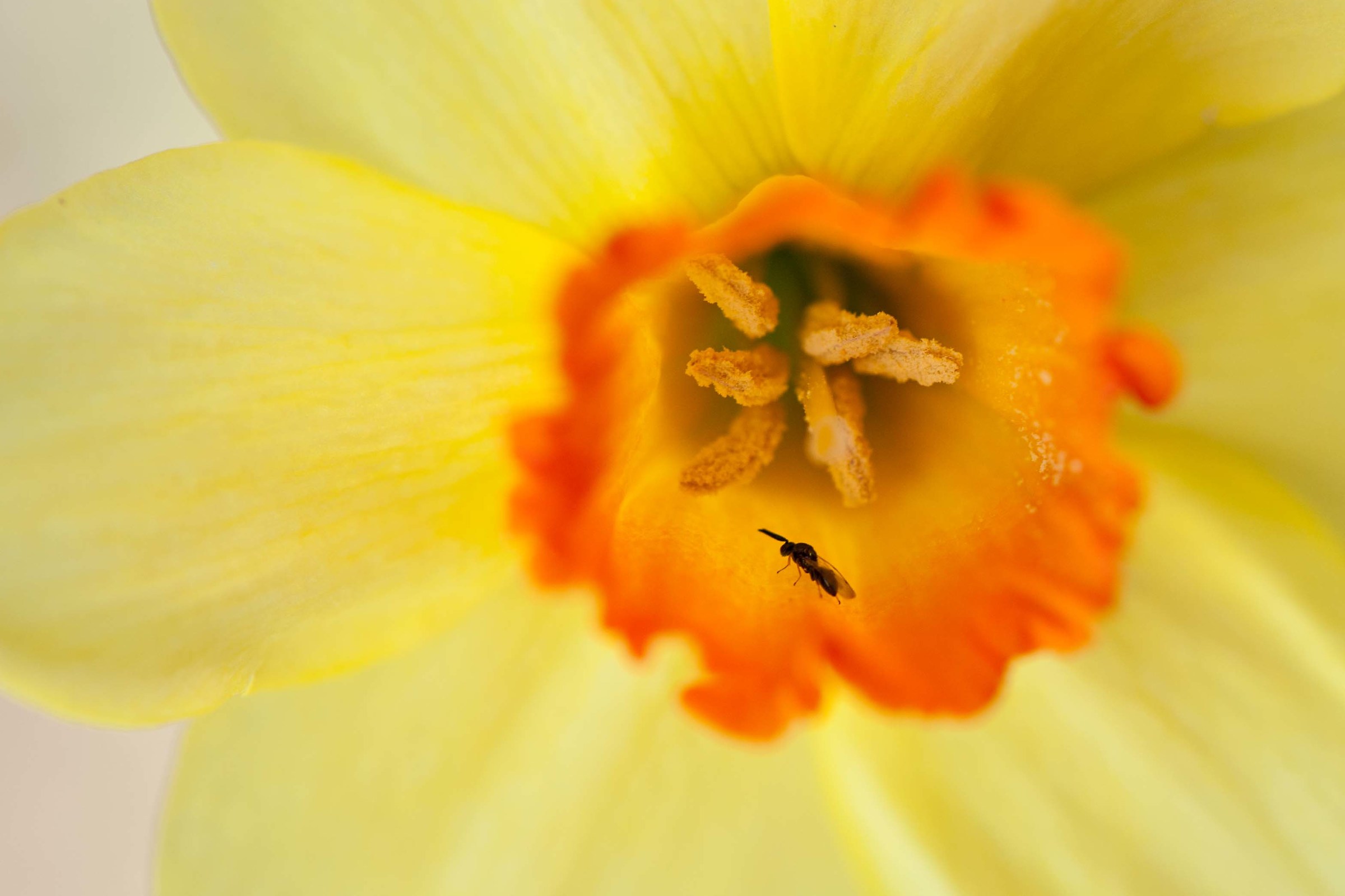 Guests from Gigliola