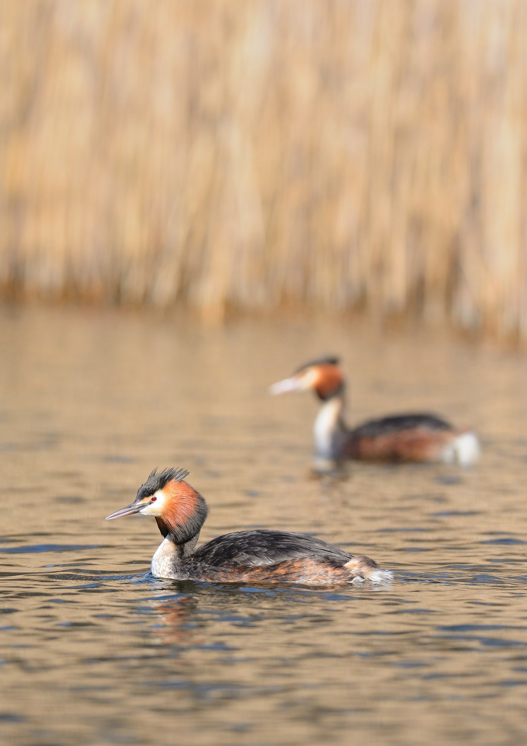 grebes