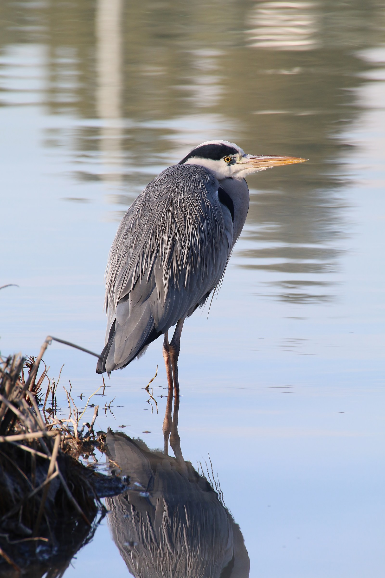 Abitanti dell'Arno...