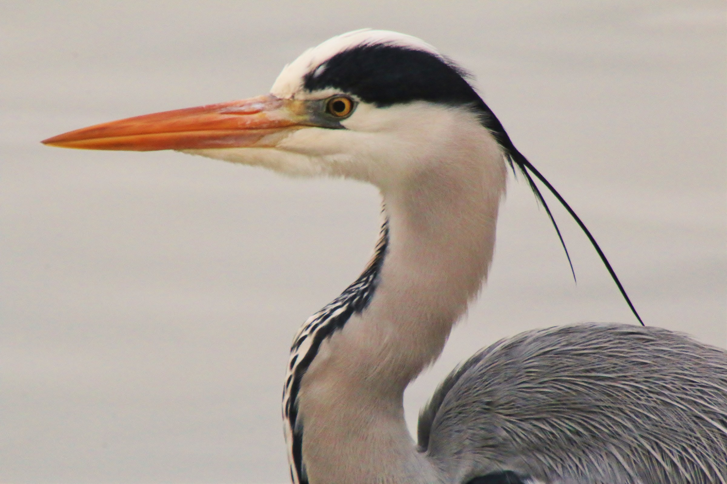 Inhabitants Arno ...