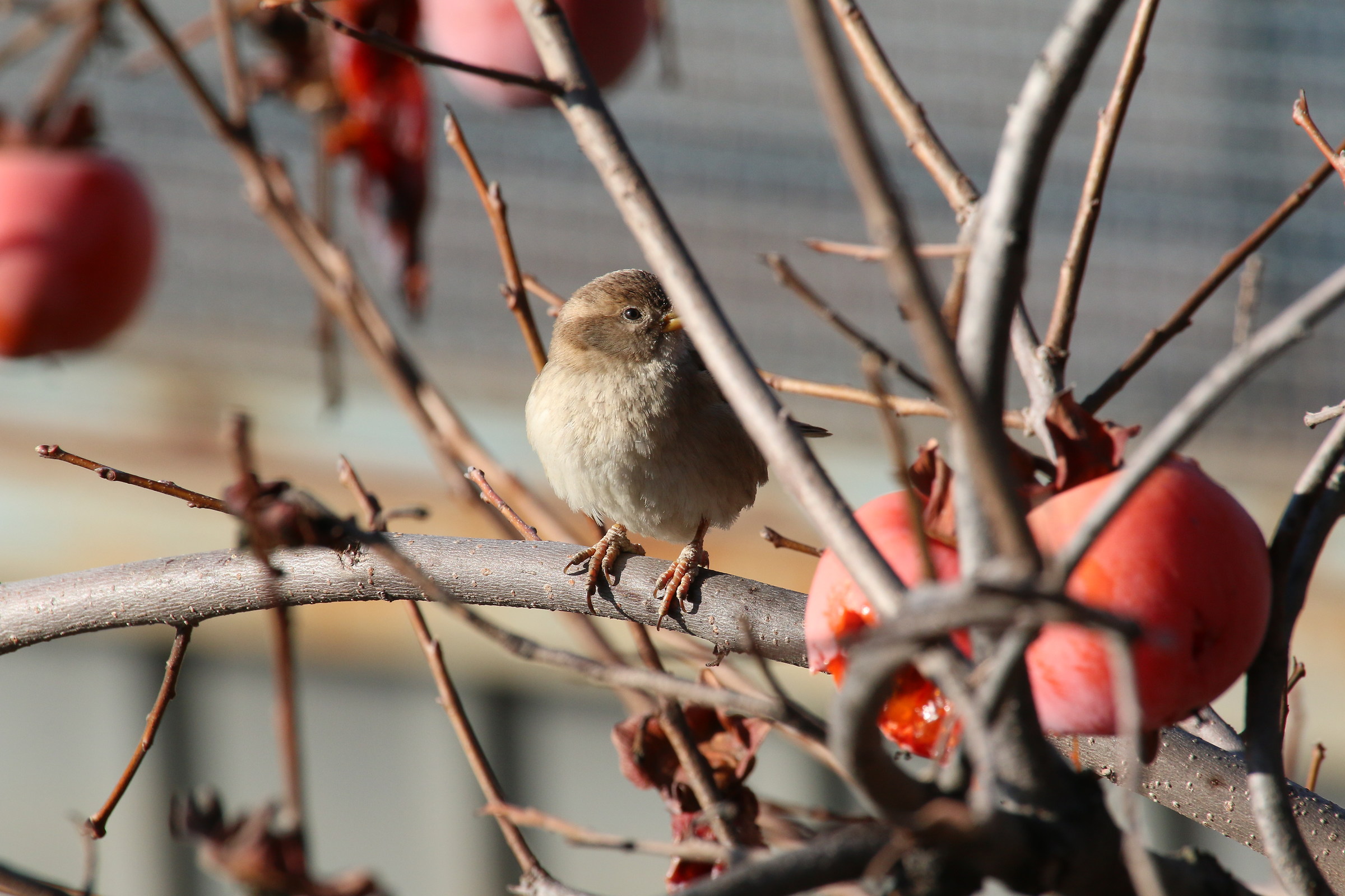 Il giardino di casa mia...