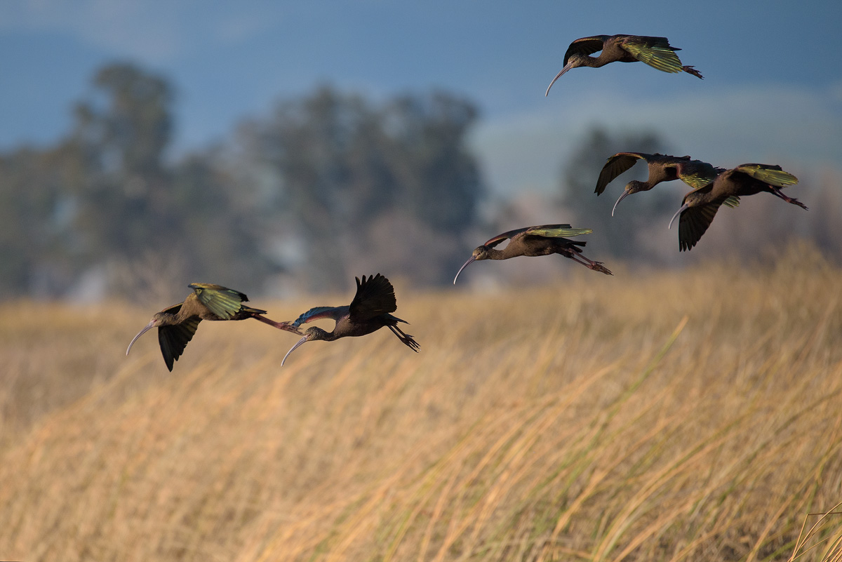 Ibis, Sacranento Valley