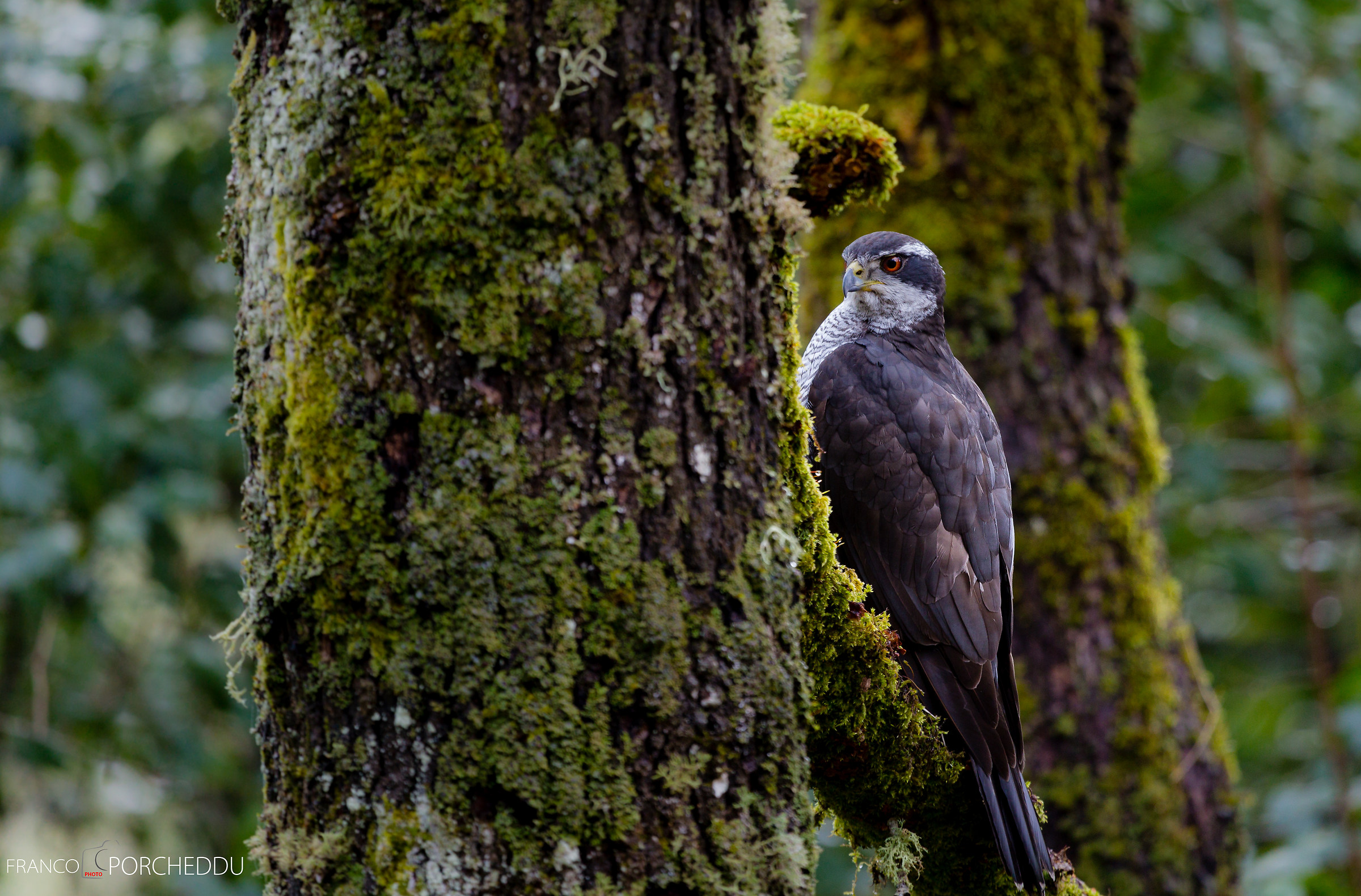 Sardinian goshawks