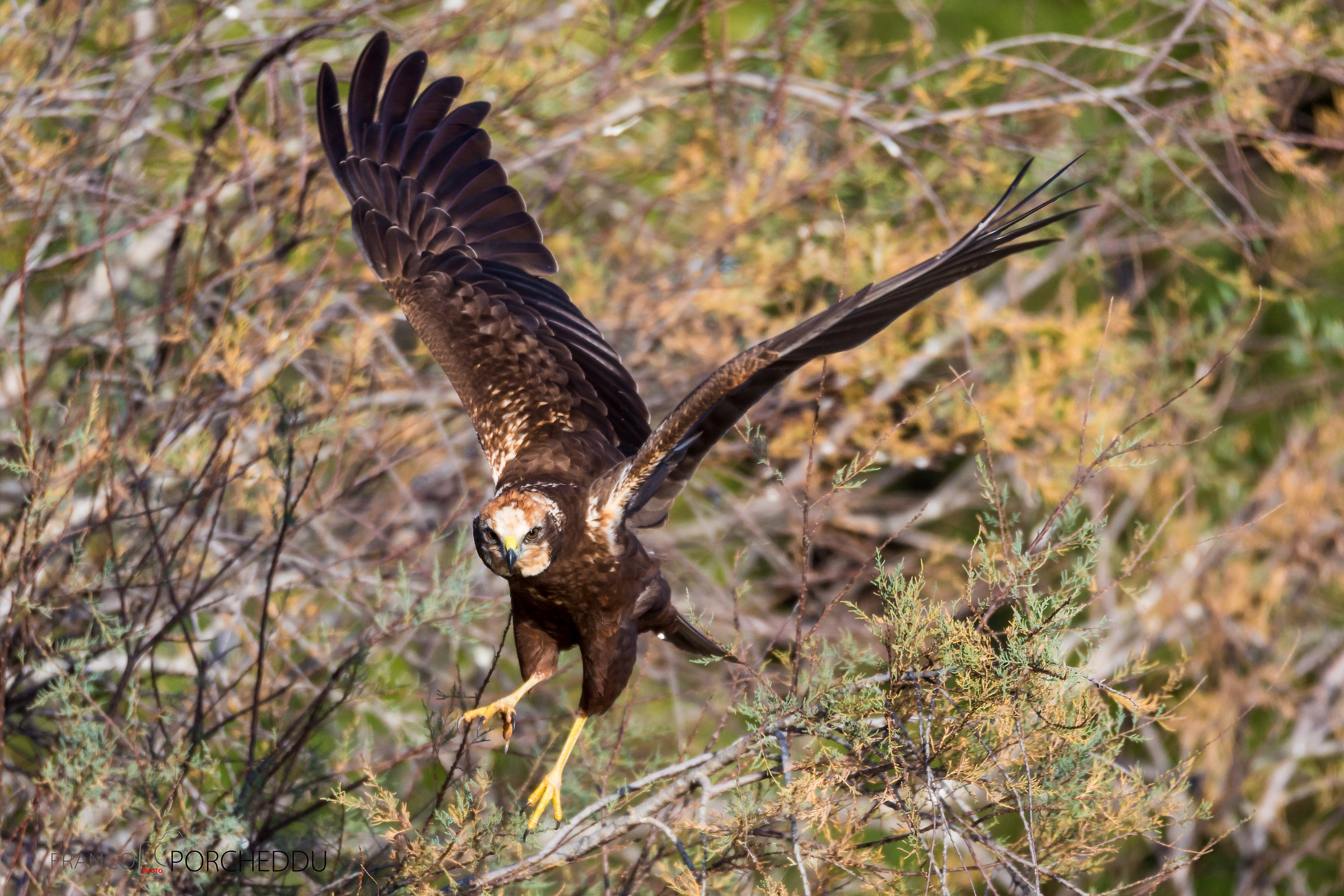 Marsh harrier