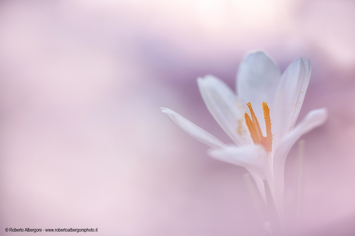 Bentornata primavera