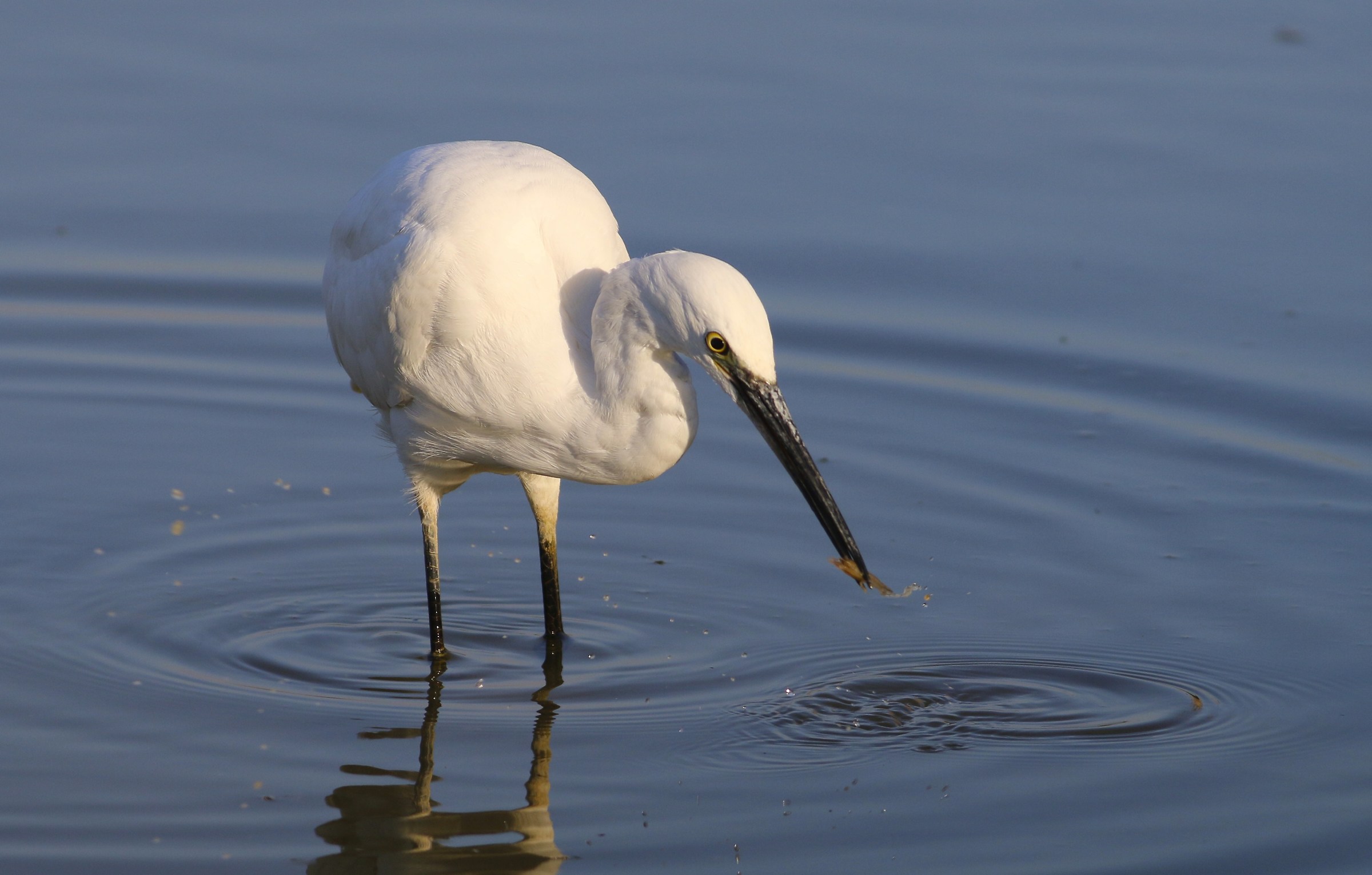 Hungry egret